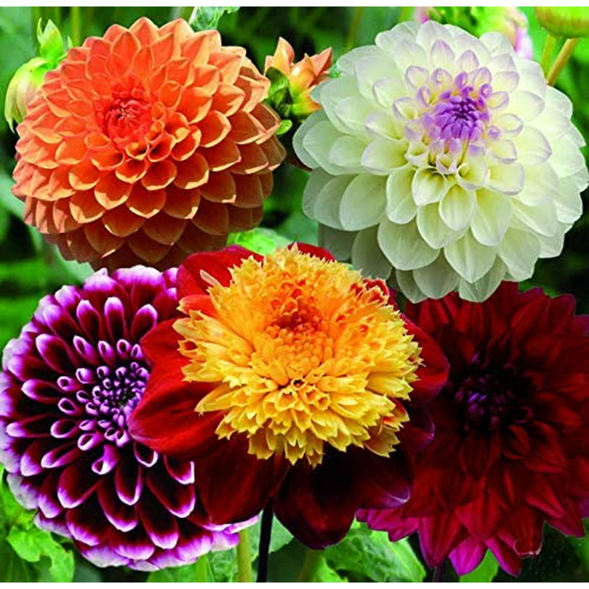 Deluxe Dahlia Mixture